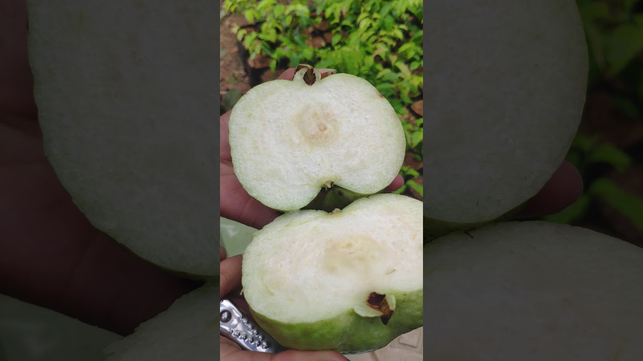 Jambu Siumik Pala Origin Thailand