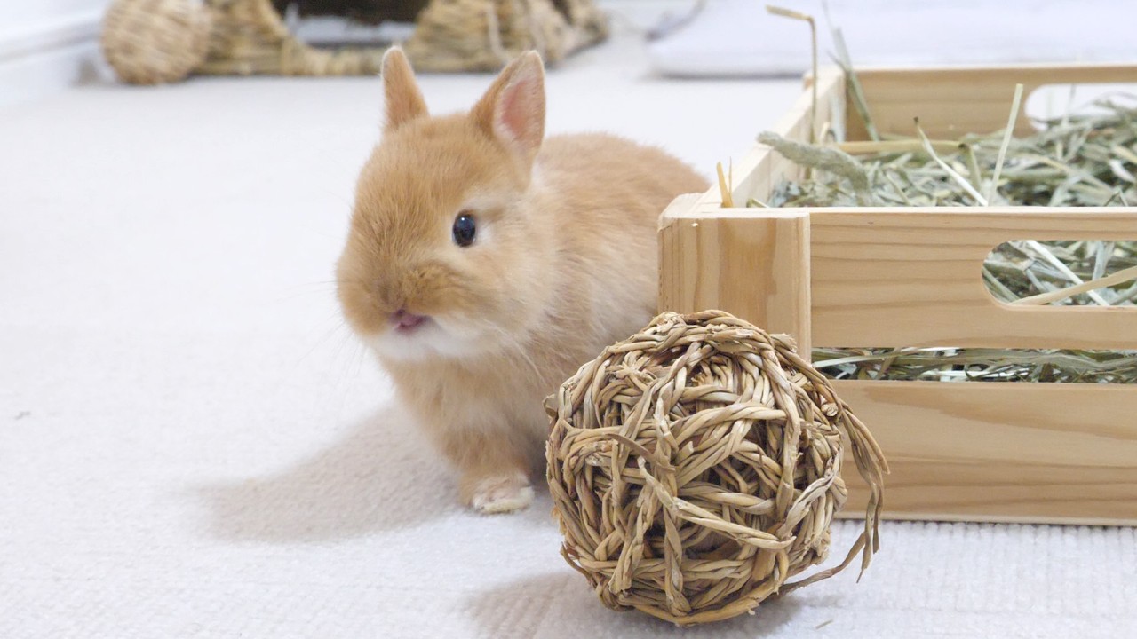 元気いっぱいに育った双子赤ちゃん