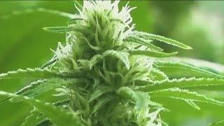 1st woman-owned weed dispensary set to open in Queens