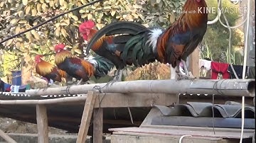 qaib dib txuam pom 2 - Chicken forward laos