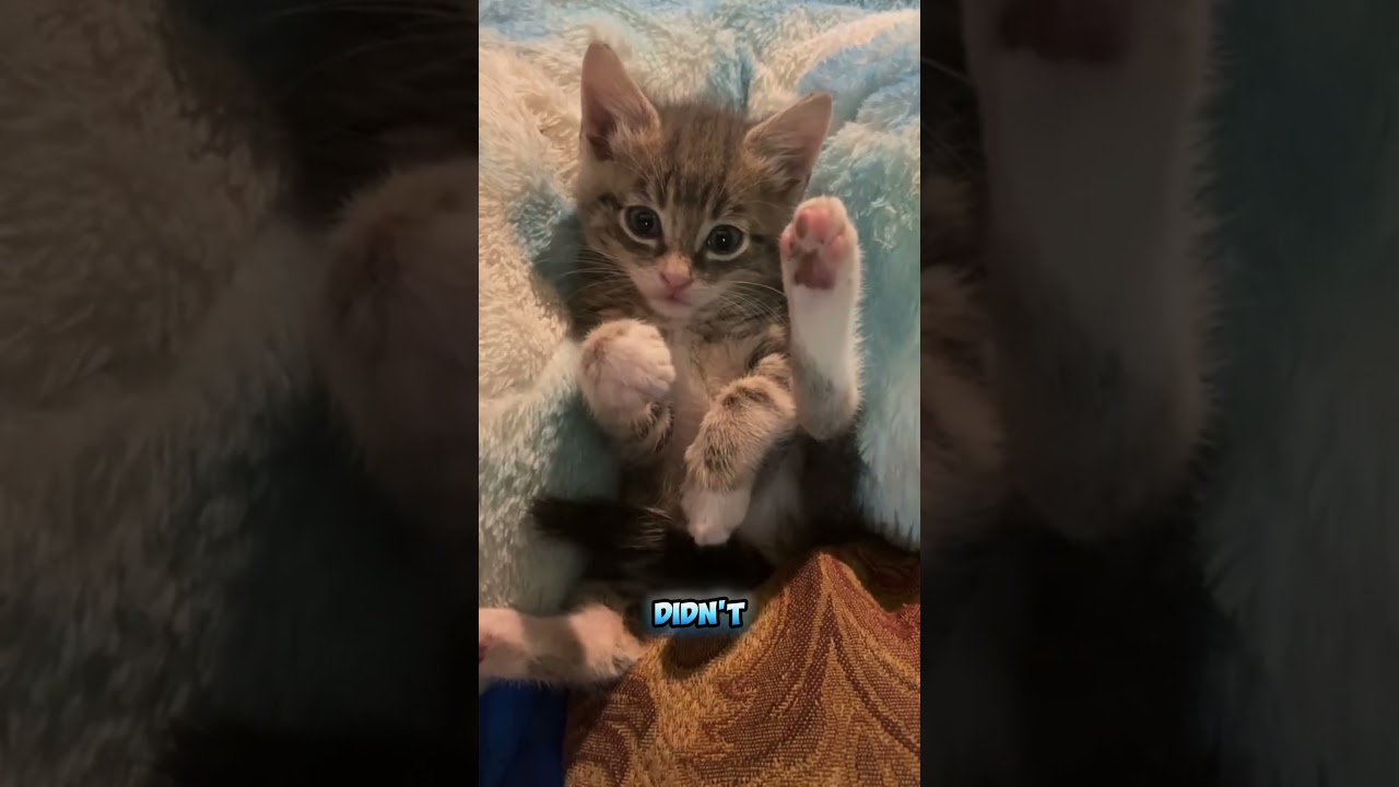 Распознают ли кошки человеческие голосовые тона?