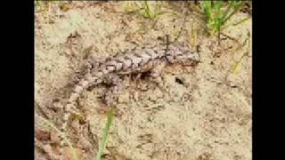 Lizards Show Evolution in Action Wealth