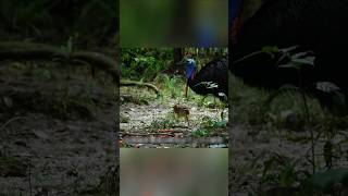 दुनिया का सबसे खतरनाक पक्षी… लेकिन दिल से पिता | Cassowary Story #shorts