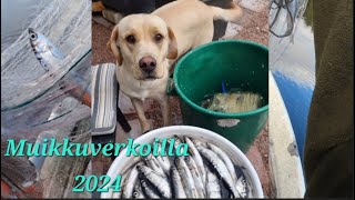 Muikkuverkoilla 2024 | Motonet Korjaamo Kouvola, Cardude Oy | @eramiehenmatkassa #kalastus #fishing