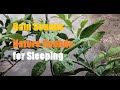 Relaxation rain sounds nature sounds for relaxation relaxation rain sounds for sleeping