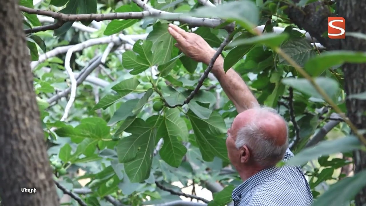 Մեղրու թուզը «սնիկերսին» չի զիջում