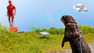 Otters Intrigued by Their First Museum [Otter Life Day 889] by Aty 185,184 views 4 months ago 4 minutes, 44 seconds