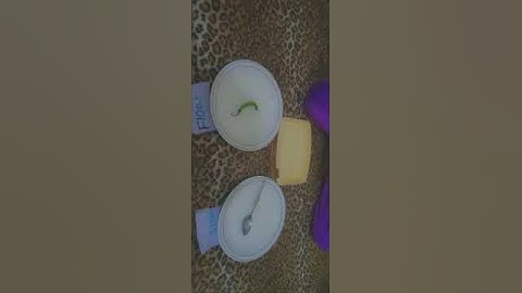 Sink and Float Activity, General Science