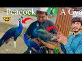 Peacock  purchase ker liya 