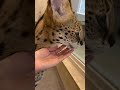 【おはようサーバルシリーズ㉙】