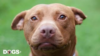 Homeless Pit Bull Finds His Voice in New Home  | DOGS+