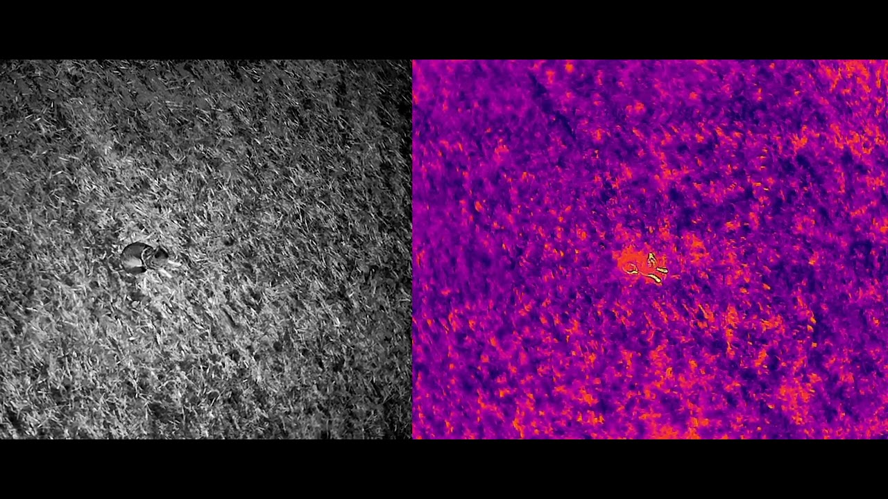 Aerial Predator Tracking: Autel Evo Max 4N in Action