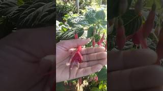 #flowers