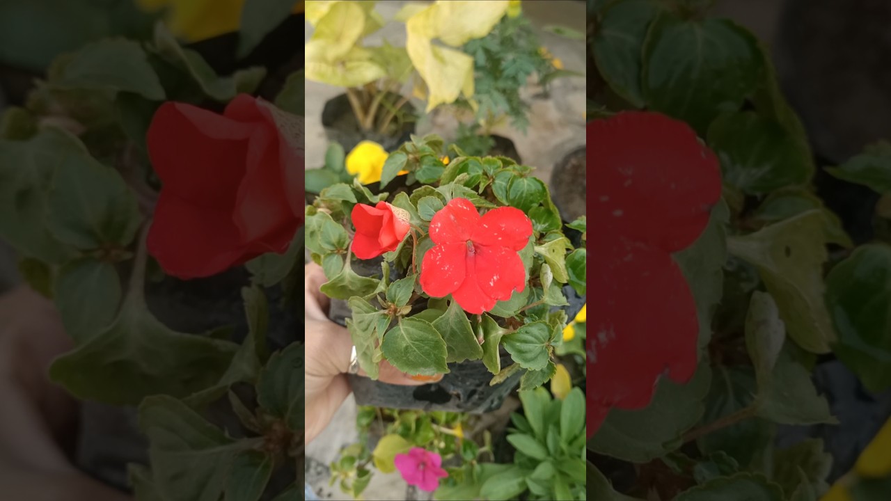 Winter Flowering Plants Name With Price 🌹