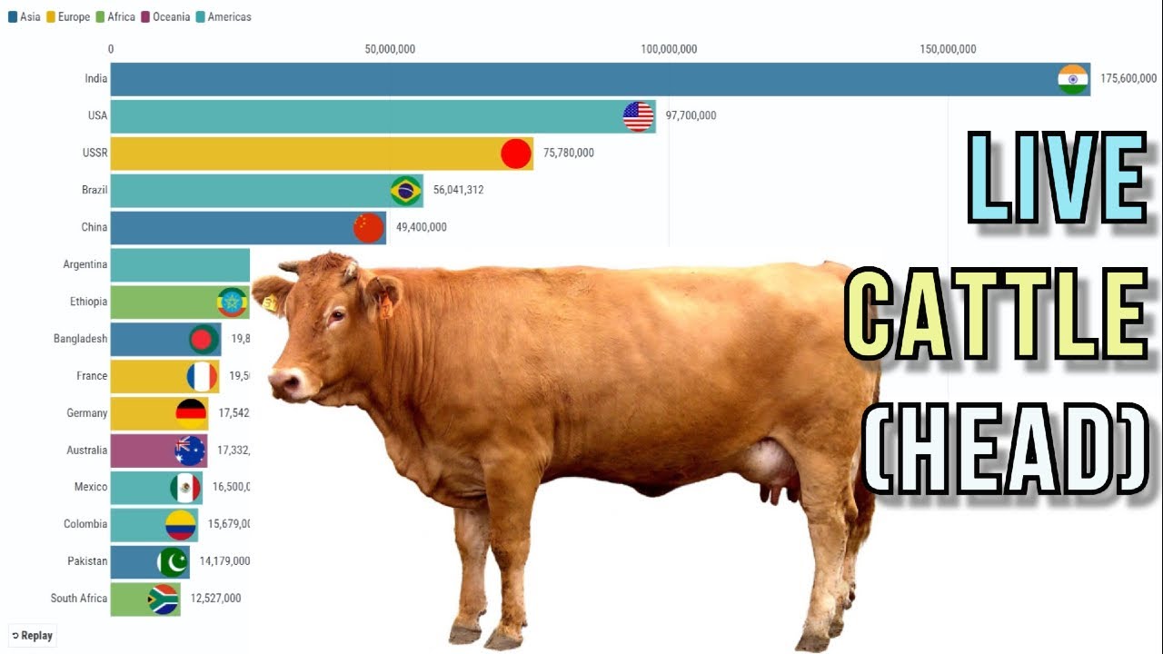 Live cattle (cows) by country YouTube