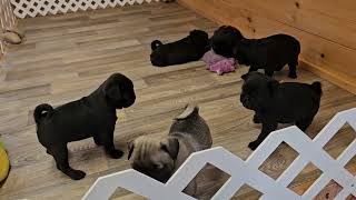 For a Good Laugh, You Gotta Watch These Pug Puppies!! Twitter's Babies.