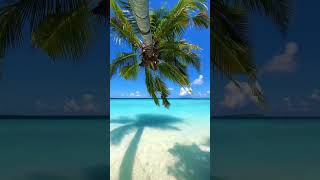 Pov Youre Happily Sitting Under This Palm Tree Tag Someone Youd Love To Relax Here With Now