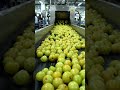 from fresh amla's to juice in factory #juice #pine #amla juice