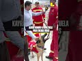 Kayra, la perrita rescatista, viaja a Venezuela para salvar vidas