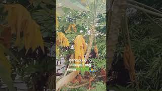1 Puno Ng Papaya 7 Ang Sanga