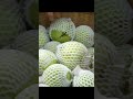 Sundayafternoon I went to the garden to pick crystalguava #youtubeshorts #harvesting#farming#youtube