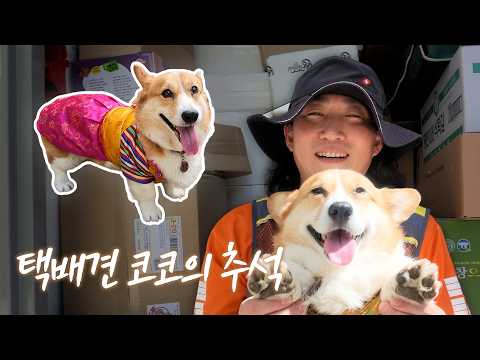 [Chuseok Special] Coco, the viral delivery dog with 320,000 views, is back in a Hanbok!