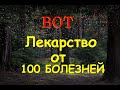 Неумывакин: Вот Лекарство от 100 болезней!