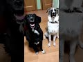 Пёсели всё грызут смех