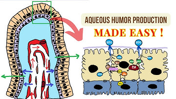 Aqueous Humor Production: The Roles of Ultrafiltration, Diffusion, and Secretion