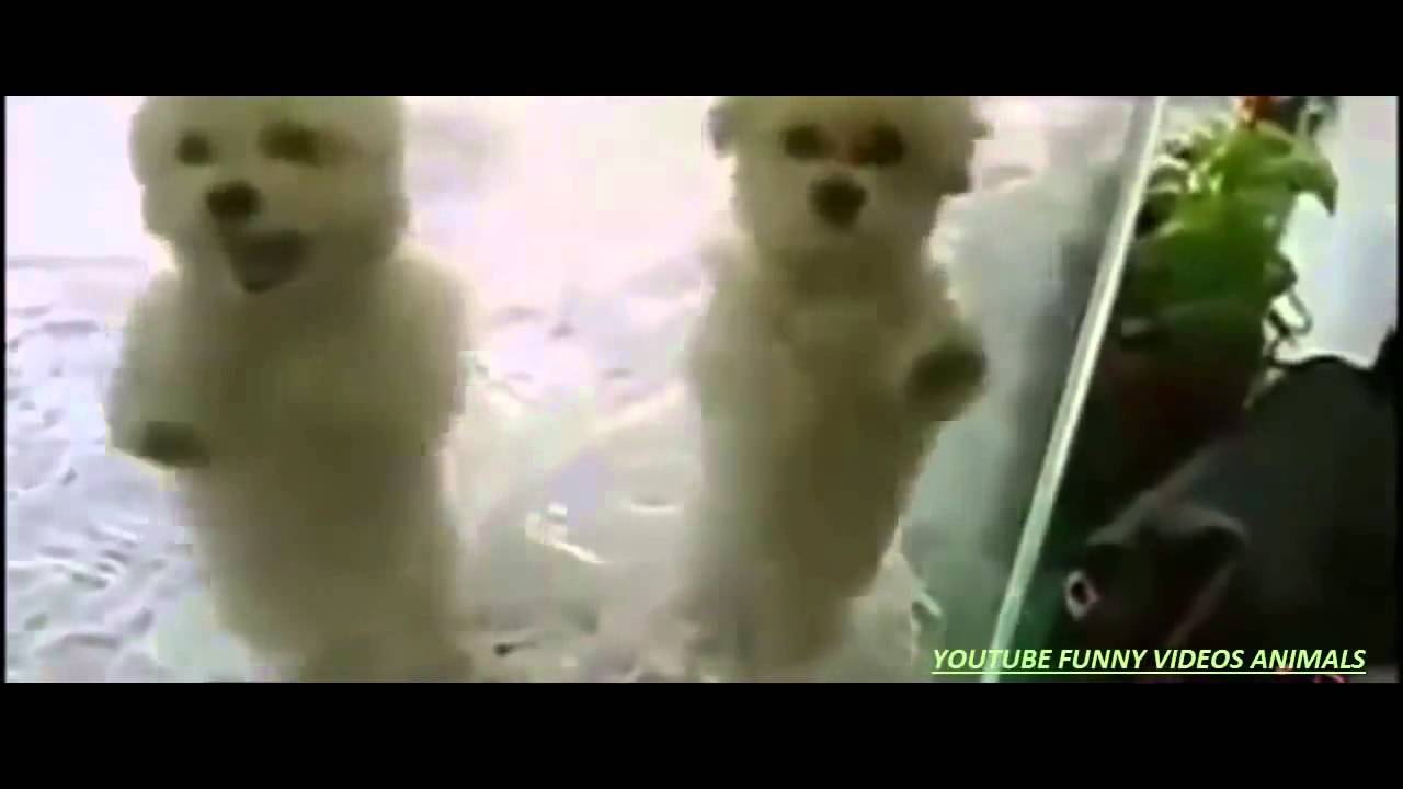 Funny Dog Videos - Funny Animals Videos Try Not To Laugh 2015 | AnimalsDumpTV