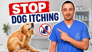 Dog Always Itching? 5 Hidden Causes and Proven Solutions! Dr. David Wilson 11 Most Common Foods That Can Kill Your Dog Dr David Wilson