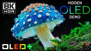 BEST OLED DEMO - Hidden Earth Paradise in 8K HDR | Dolby Vision™