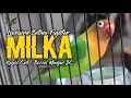Burung Lovebird Ngekek 20 Menit