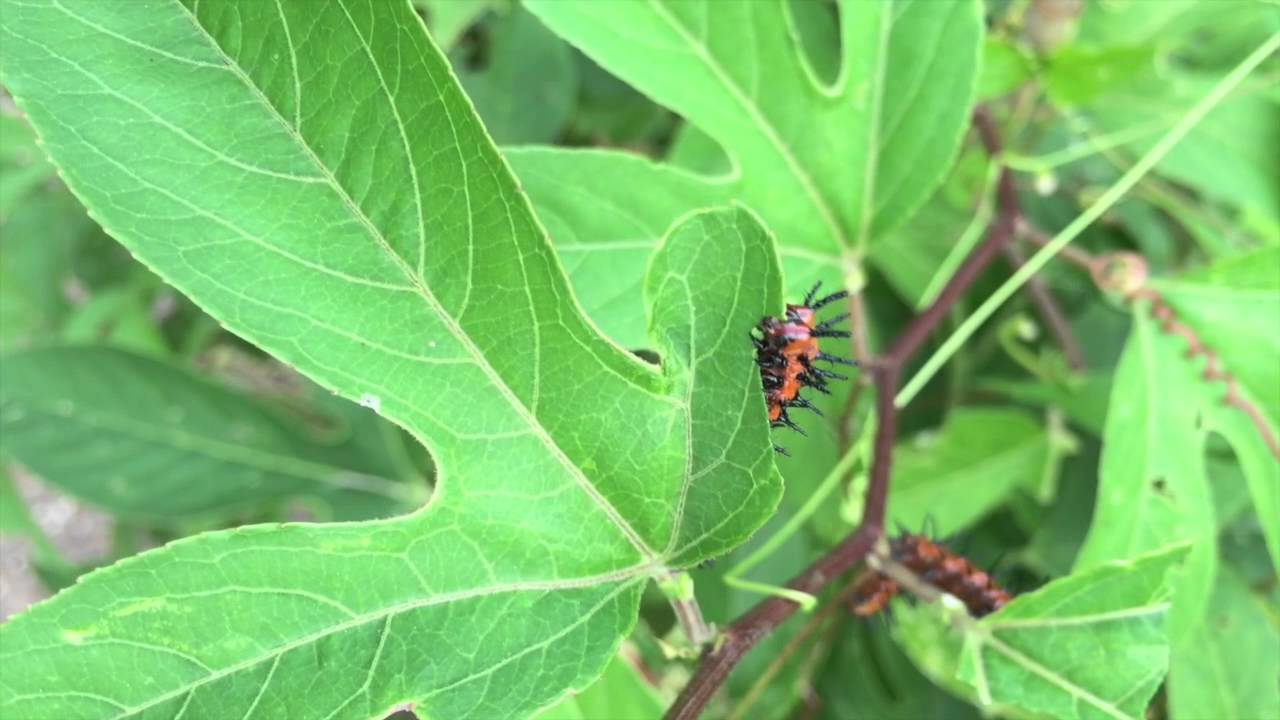 Gulf Fritillary Caterpillar Eating Passion Vine YouTube