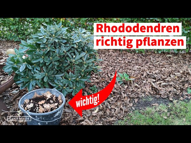 Rhododendron richtig pflanzen [Schritt fr Schritt Anleitung fr den  optimalen Start]