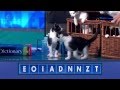 8 Out Of 10 Cats does Countdown: 4