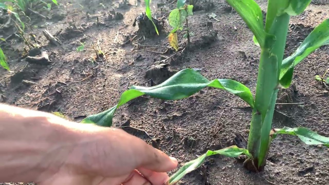 QUAIS ADUBO JOGADO INÍCIO AO FIM NO SEU PLANTIO DE MILHO+dica bônus 