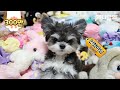 클릭해보세요 움직입니다ㅣClick to see the 'doll' move! (Dog, not to be confused with a doll)