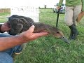 Drake Pintail Identification