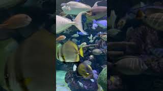 Toronto Ripley’s Aquarium