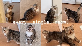 i filmed my cat every time he meowed for an entire day by Marley Malin 20,874 views 3 years ago 1 minute, 12 seconds