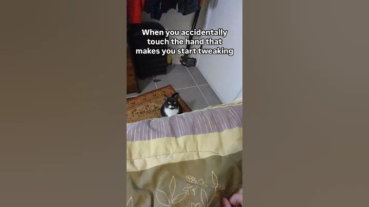 Video 7139911: pets cute animals dogs, cat funny cute animals