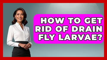 How To Get Rid Of Drain Fly Larvae? - Insects and Invaders