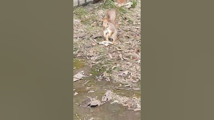 #2023 #видео #прикол #подписка #дичь #funny #лайк #белка #белкаlifestyle #орех #орехи #осень2023