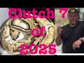 Clutch 7 of 2025! Let’s have a look.