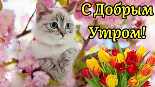 С Добрым Утром! 🌸☕️С Весенним Утром! Музыкальная Открытка Пожелание! Музыка Сергей Чекалин.