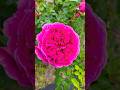 Othello David Austin English Roseオセロ