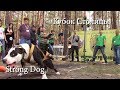 Кубок Столицы, выставка собак, часть 5 "Strong Dog"