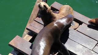 Sea lions arguing over who gets the corner spot on the dock