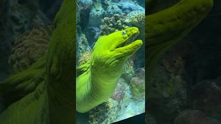 Animals Lover | What animal is that? | shorts | Sea Animals | Sea Creatures | Triple Sisters